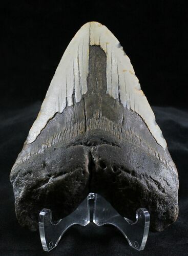 Bargain Megalodon Tooth - North Carolina #28490